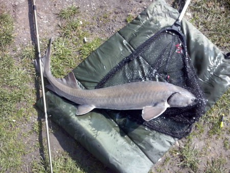 Lábodi Tamás 6kg-os tok 2016.03.02